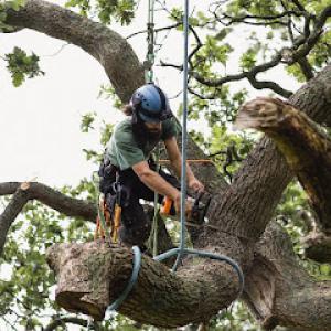 Appalachian Tree Service