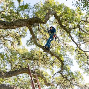 Ogden's Tree Services