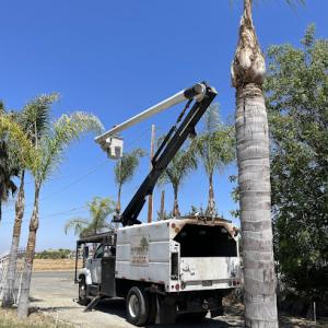 Alfonsos Tree Service