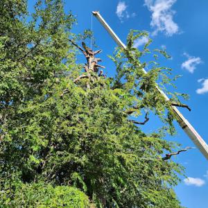 Timberlion tree service