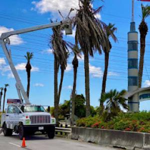 Tree Fellers-Tree Services