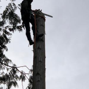 AXIS Northwest tree service
