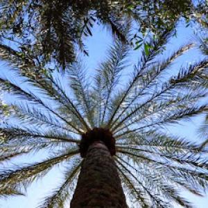 Community Tree & Landscape Service