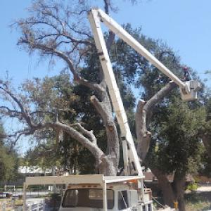 A-1 Pacific Tree Maintenance Inc. Certified Arborist #6290