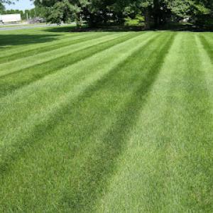 Moma Tree & Lawn Care