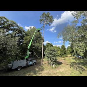 MC Stumps LLC Tree Service