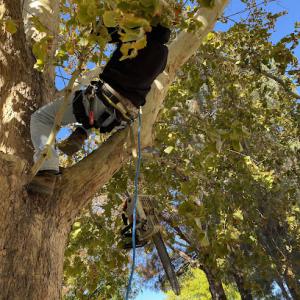 South West Tree Service