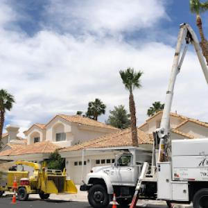Arbor Tree & Landscape | Tree Removal | Tree Trimming | Landscaping