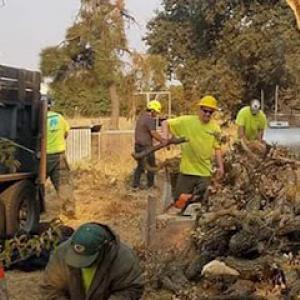 John N Eddie's Tree Care