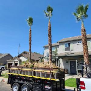 Jose Palms & Trees - Palm Removal, Pruning, Palm Tree Removal, Palm Tree Trimming, Professional Tree Service