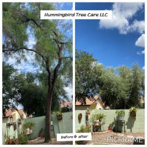 Hummingbird Tree Care