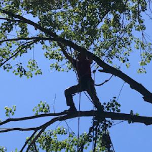 From Seed to Sawmill
