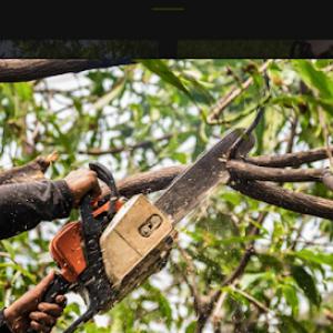 Kings Tree Service & Landscaping