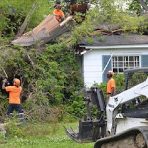 Professional Tree Service