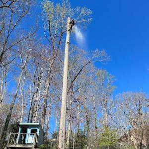 Athens Tree Service