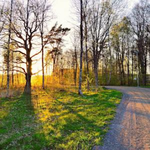 Project Tree Service