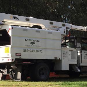 Morgan Tree & Debris