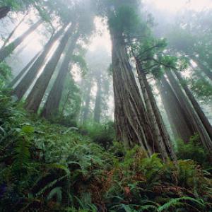 Jordans Tree Service