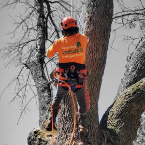 Ferrals Family Landscaping & Tree Services