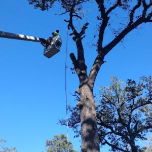 Ricky's All Around Tree Service