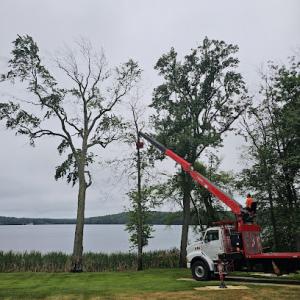 All Tree Corp. Tree Services