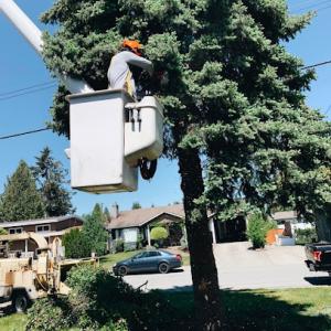 F.V. Diamond Tree Service