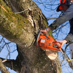 Active Tree Experts