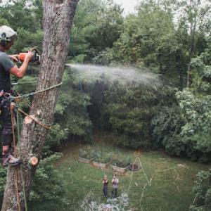 Skeen Tree Care