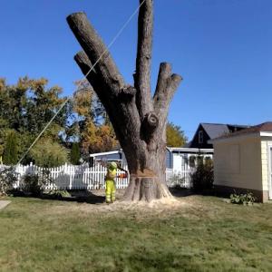 Boley Tree & Landscape Care