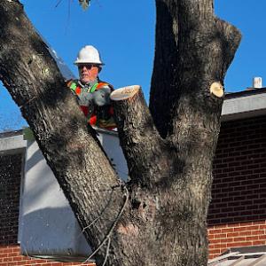 Joe Jarvis Tree Expert