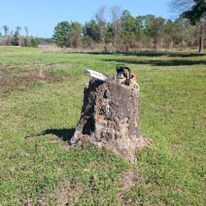 Texas Stump Solutions