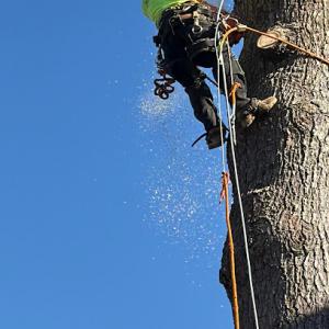 Vasquez Tree & Landscaping Services