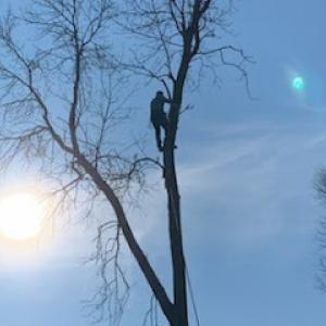 CRD Tree Service