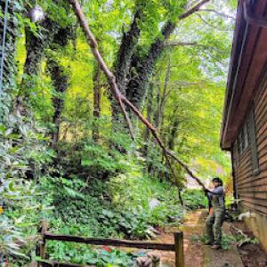 Black Mountain Arborists