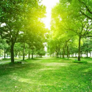 Long's Tree & Landscaping