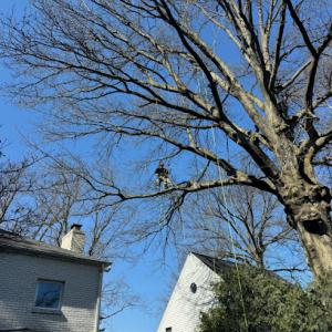 Climbing-Spur Tree Service