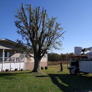 L & C Tree Service