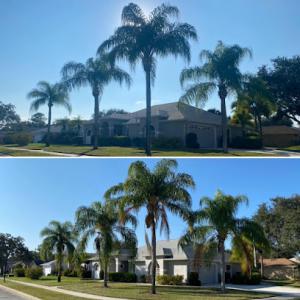 Space Coast Tree & Landscape