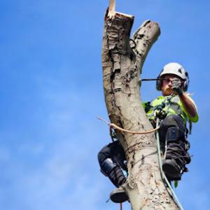 Maple Grove Tree Service