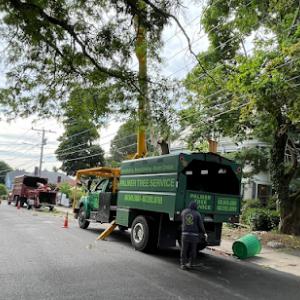 Palmer Tree Services