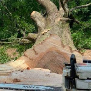 Allstate Tree & Trim