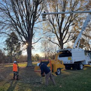 Teo Tree service