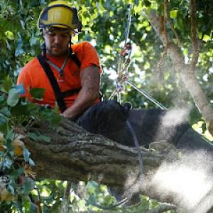 Green Tree Preservation