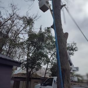 Black Ax Tree Service