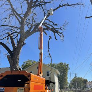 Kingdom Tree Service