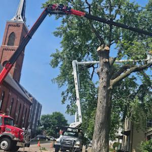 A Notch Above Tree Service