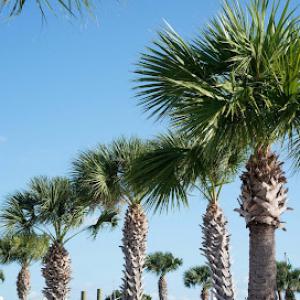 Del's Landscape & Tree Service