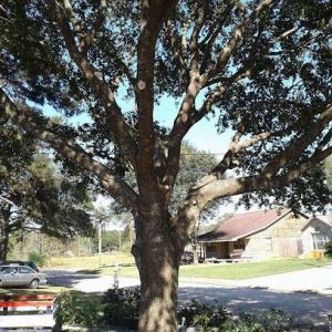 Goodwin's Tree Service In Orange