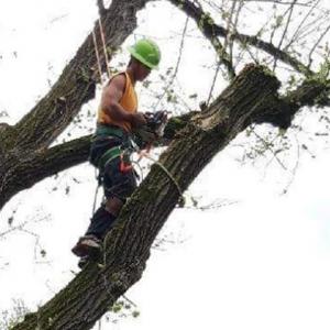 4 State Tree Service
