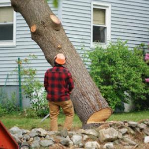 Collins Landscaping & Tree Removal